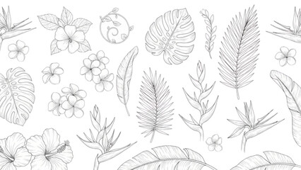 Tropical leaves and flowers vector sketch element set monstera hibiscus plumeria palm foliage line art exotic nature illustration © Sakhawat Hossen 