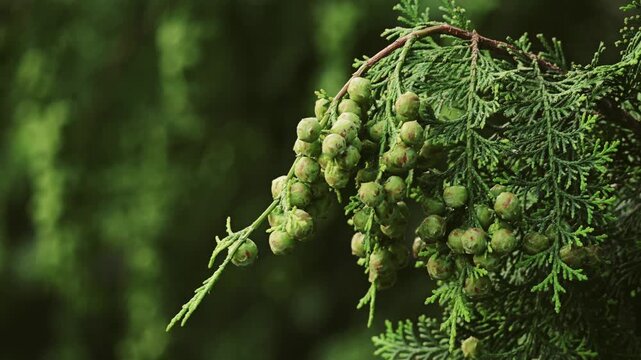 Tokyo,Japan - June 13, 2026: Closeup of  
Chamaecyparis obtus or Hinoki cypress
