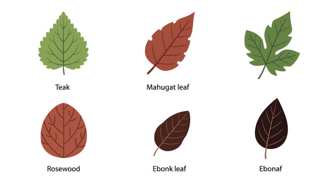Commercial timber tree leaves labeled by wood species