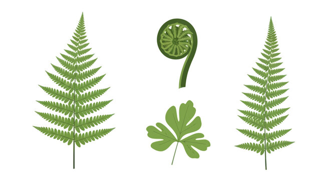 Fern leaf variety and spiral fiddlehead illustration