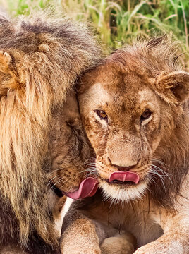 Young lion licking adult male lion's mane in Kenya