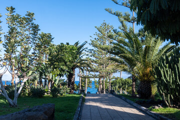Fototapeta premium Walking in parks of Puerto de la Cruz, Tenerife North, tropical trees, green bushes, beach, Teide view, local architecture, tourists destination, Spain