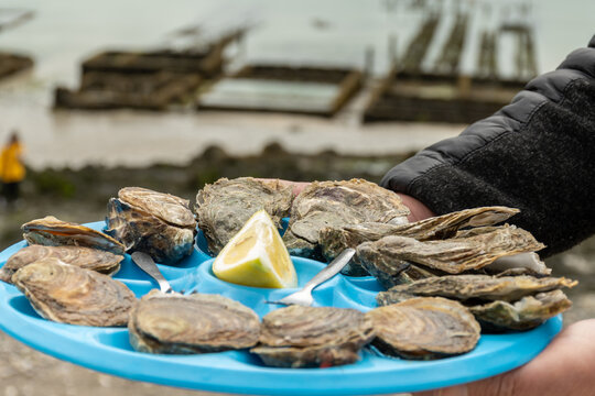 Fresh oysters on plastic plates aready to eat, Brittany fish market stall in coastal village Cancale, famous oysters farms by Atlantic ocean, France, view on oystersbeds on ocean bottom