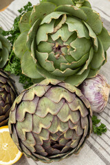 Fototapeta premium Breton artichokes sCamus de Bretagne, purple and green globe, cultivated across Finistere and Cotes-d'Armor farms, Brittany, France