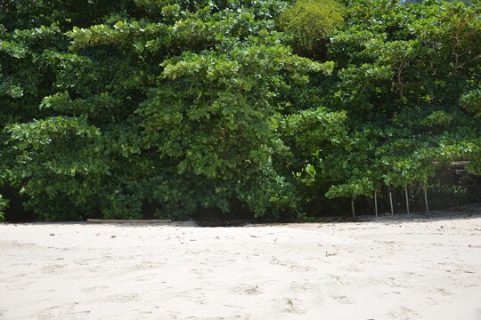 trindade - paraty