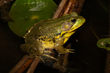 Obraz premium Adult male green frog (Lithobates clamitans / Rana clamitans) sitting on a cattail with a lily pad behind it in a pond at night. 