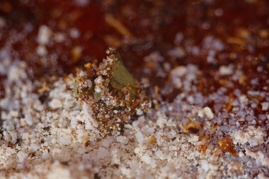 Macro texture of dry tomyam instant seasoning 
