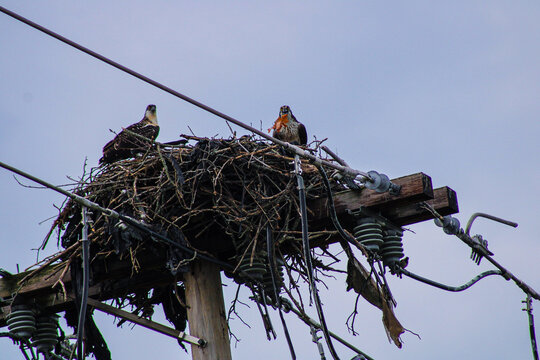 osprey family in the nest