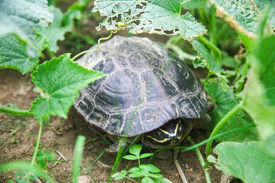 turtle in the garden