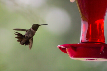 hummingbird on a branch © images by gregory