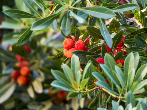 Red bayberries on the branches