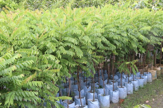 Averrhoa bilimbi tree plant on farm
