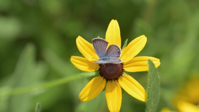 Top down view of a Reakirt's blue butterfly on a bright yellow Black-eyed Susan flower, in slow motion