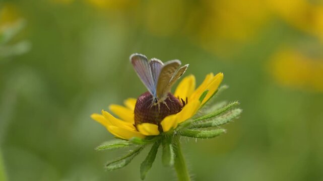 Tiny little Reakirt's blue butterfly feeding on a Black-eyed Susan flower in spring garden, in slow motion