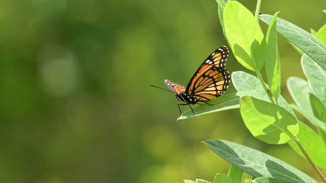 Viceroy butterfly resting with its wings open and down in spring sun, then lifting them up; in slow motion