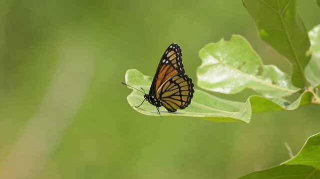 Viceroy butterfly resting on an oak leaf in light spring breeze, in slow motion