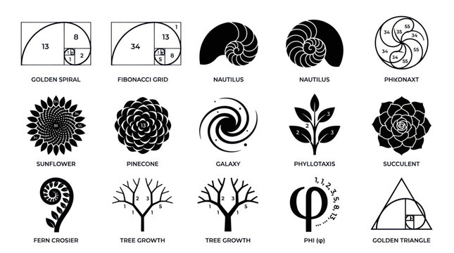 Golden ratio and Fibonacci sequence patterns in nature illustrations.