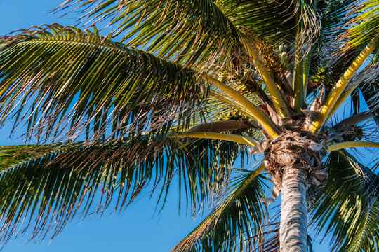 palm tree