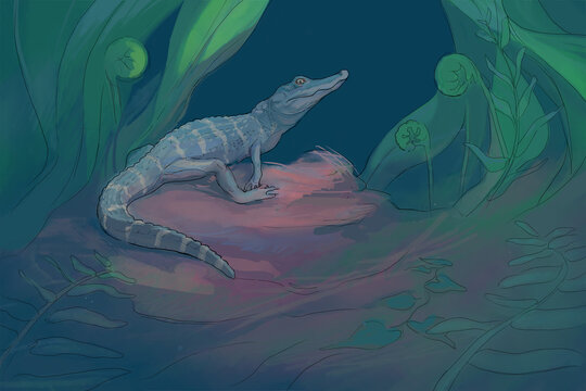 A baby American alligator (Alligator mississippiensis) &mdash; hand-drawn illustration prioritizing accuracy