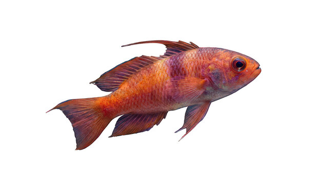 Vibrant orange and purple anthias fish swimming, side view, detailed scales and fins, marine life, tropical saltwater aquarium fish, isolated on transparent background