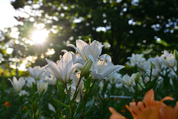 Fototapeta premium 百合の花