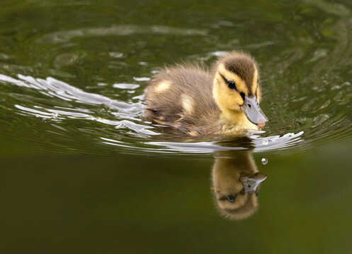 baby mallard duck