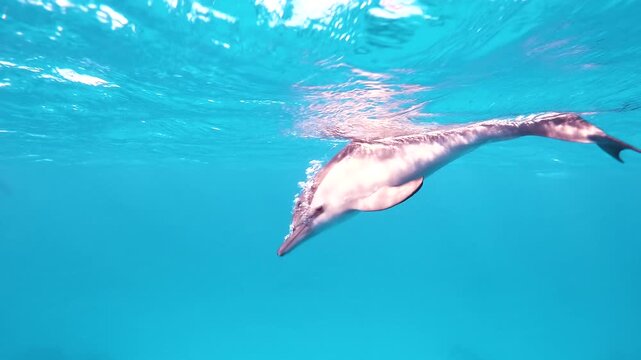 Slow motion video of baby spinner dolphins swimming through crystal clear water above the coral reef in the Red Sea, Egypt.