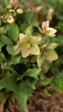 4K vertical video of hellebore flowers (Helleborus orientalis), commonly known as winter rose or Lenten rose, blooming in a shaded garden. Soft green and blush-toned blossoms sway gently in the breeze
