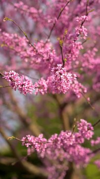 4K vertical video of eastern redbud blossoms (Cercis canadensis) in full spring bloom. Delicate pink flowers densely cover the branches of this native North American tree