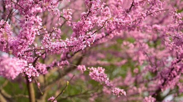 4K horizontal video of eastern redbud blossoms (Cercis canadensis) in full spring bloom. Delicate pink flowers cover the branches of this native North American tree