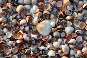 Fototapeta premium Large pile of small cockle shells with one scallop in center, warm sunset light highlights ribbed textures. Brown, white and beige tones fill frame, ideal as natural sea background or backdrop