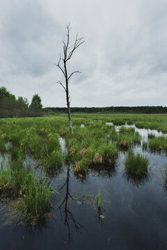 Lone, baren tree standing in a lush swampy lake. 