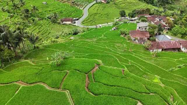 Aerial View of Green Rice Terraces and Winding Road in Rural West Java Indonesia