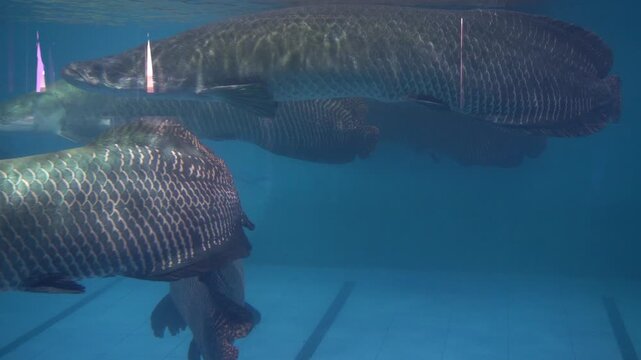 Giant arapaima fish swimming gracefully in a blue aquarium tank.