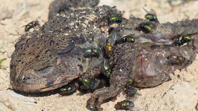 

Dead Asiatic Toad on the Roadside (Day 2) - Side Profile View Covered in Green Bottle Flies

