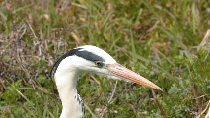 Fototapeta premium Close-up Profile of a Grey Heron Head Against Green Grass