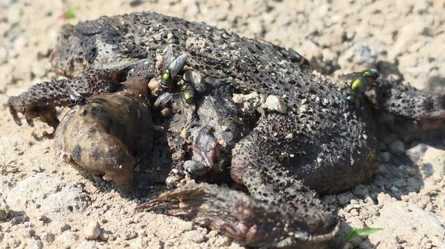 

Asiatic Toad Roadkill After 2 Days - Back View and Rear Detail with Swarming Insects
 