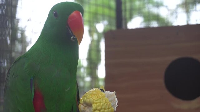 Green Eclectus parrot with orange-red beak eating fresh corn cob, stunning closeup portrait with blurred natural background.
