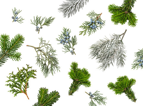 Assorted winter evergreen branches with juniper berries and frosted needles.
