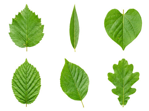 Diverse collection of fresh green tree leaves with distinct shapes, isolated on transparent background.