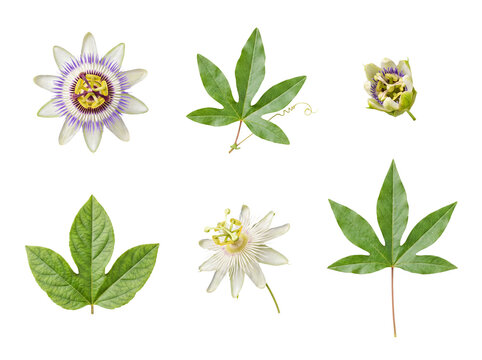 Botanical collection of passion flower blooms, diverse green leaves, delicate tendrils.