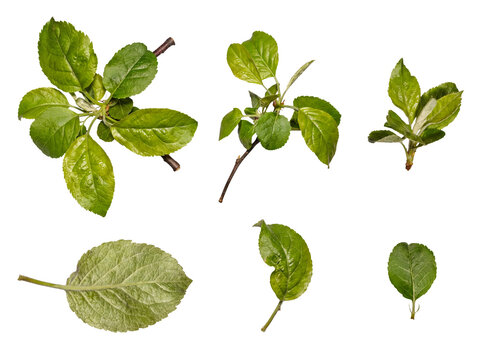 Diverse collection of green apple tree leaves and young branches, isolated on transparent background.