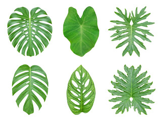 Diverse collection of vibrant green tropical leaves, including monstera, alocasia, and philodendron. © Terri