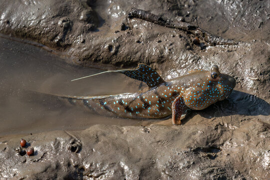 Great blue spotted mudskipper (Boleophthalmus pectinirostris) on the tidal flats of the mangrove forest near Bang Pu pier, Bangkok, Thailand. 
