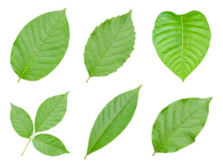 Fototapeta premium Assortment of fresh green leaves with varied shapes and vein patterns, isolated on a transparent background.
