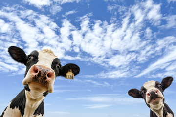 Funny close-up portrait of two curious Holstein dairy calves looking directly into a wide-angle camera under a bright blue sky with scattered clouds. Playful farm animal expression, low-angle perspect © MJ iceberg