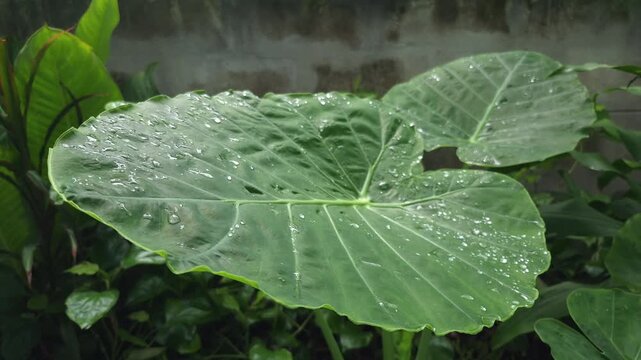 Static slow motion shot of giant elephant ear leaves with glistening raindrops.