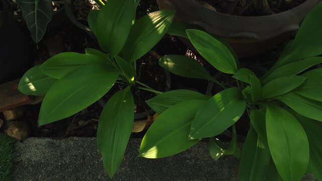 Slow panning shot of lush green Eucrosia bicolor leaves in a sunny garden.