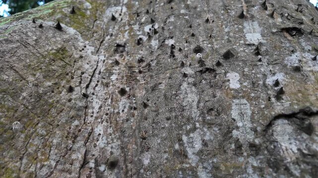 A close-up vertical tilt up shot highlighting a unique, grey tree trunk covered entirely in sharp, hard wooden spikes and thorns.