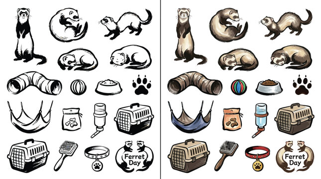 Collection of ferret accessories and illustrations, including ferrets in various poses and essential pet supplies.